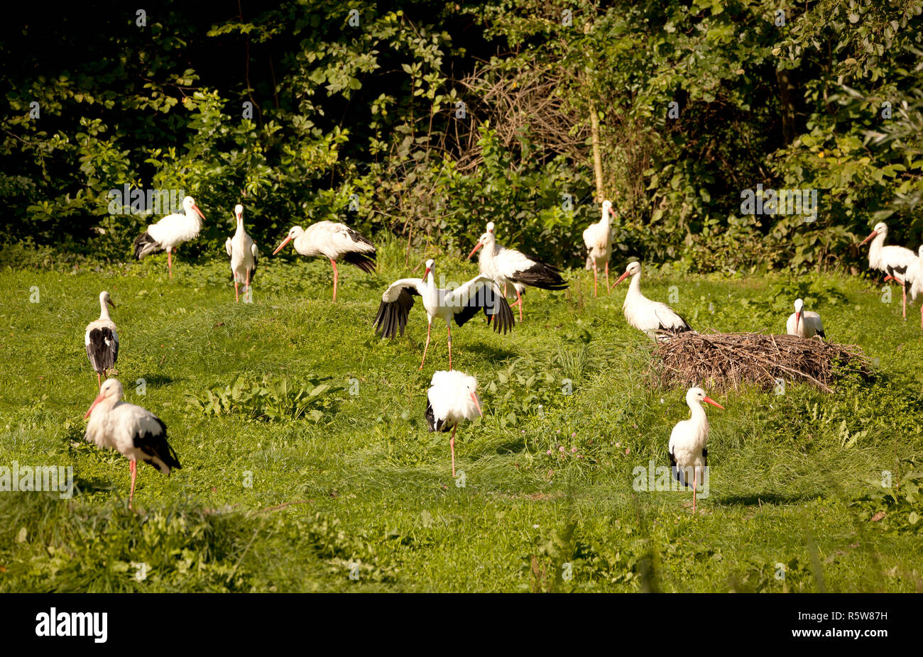 Viele Störche auf der Wiese Stockfoto