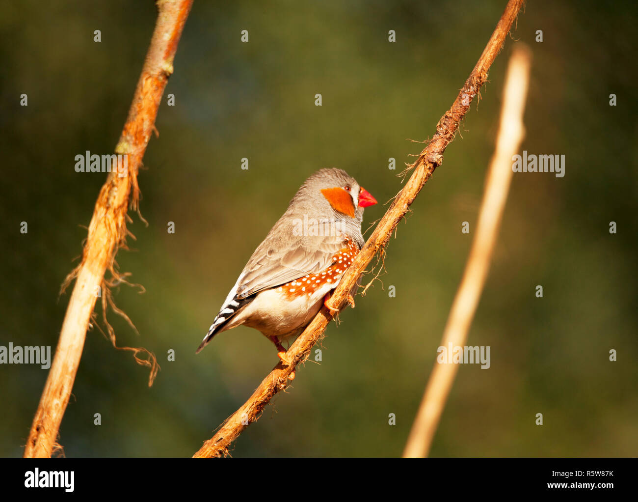 Zebra Finch sitzt auf Zweig Stockfoto