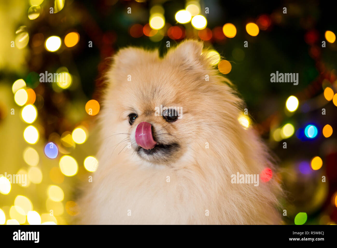 Hund der Pomeranian spitz in der Nähe des Neuen Jahres Baum mit Girlanden Stockfoto