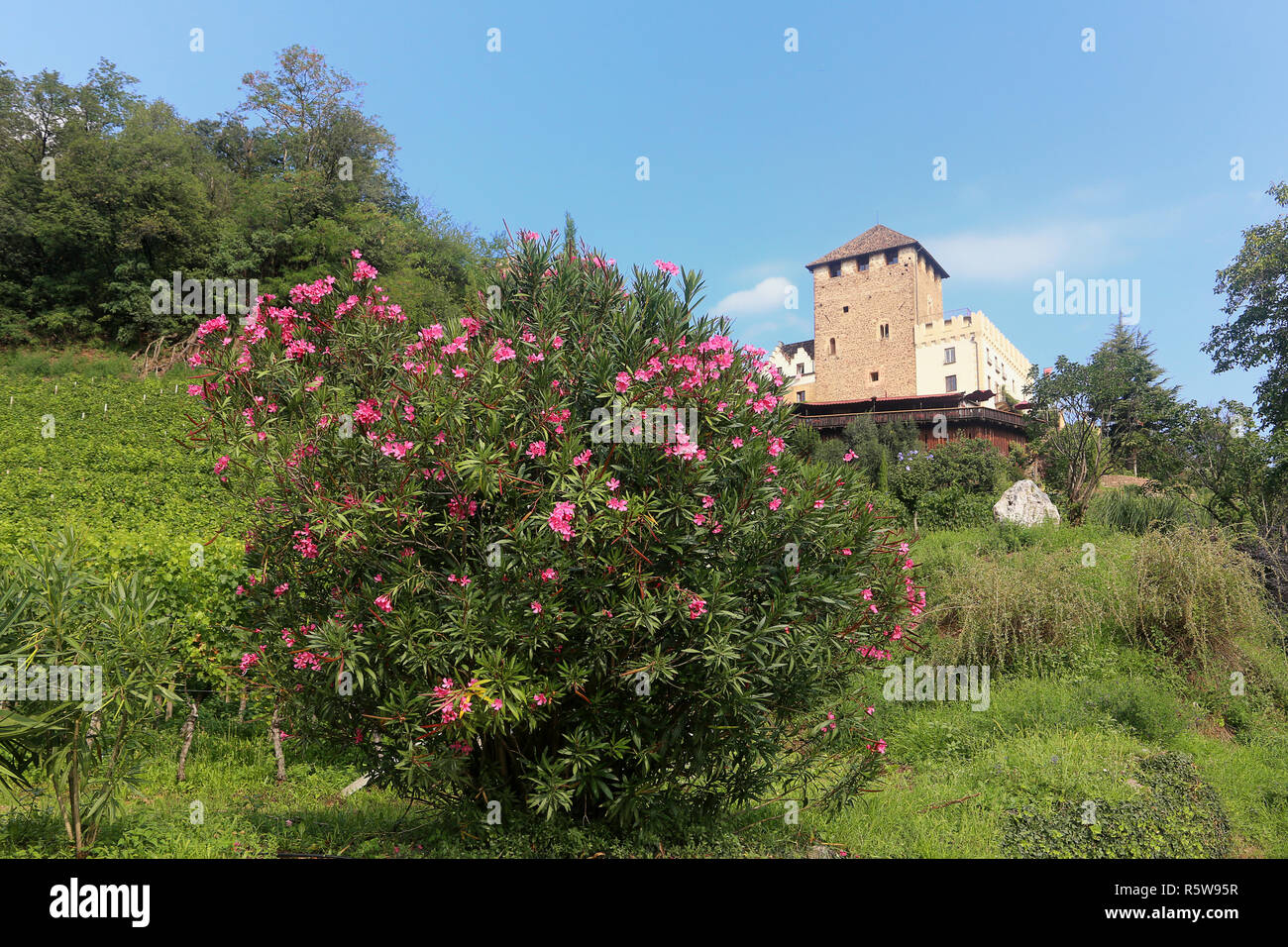 Blühender Oleander vor Schloss Korb in der Nähe von eppan in Südtirol Stockfoto