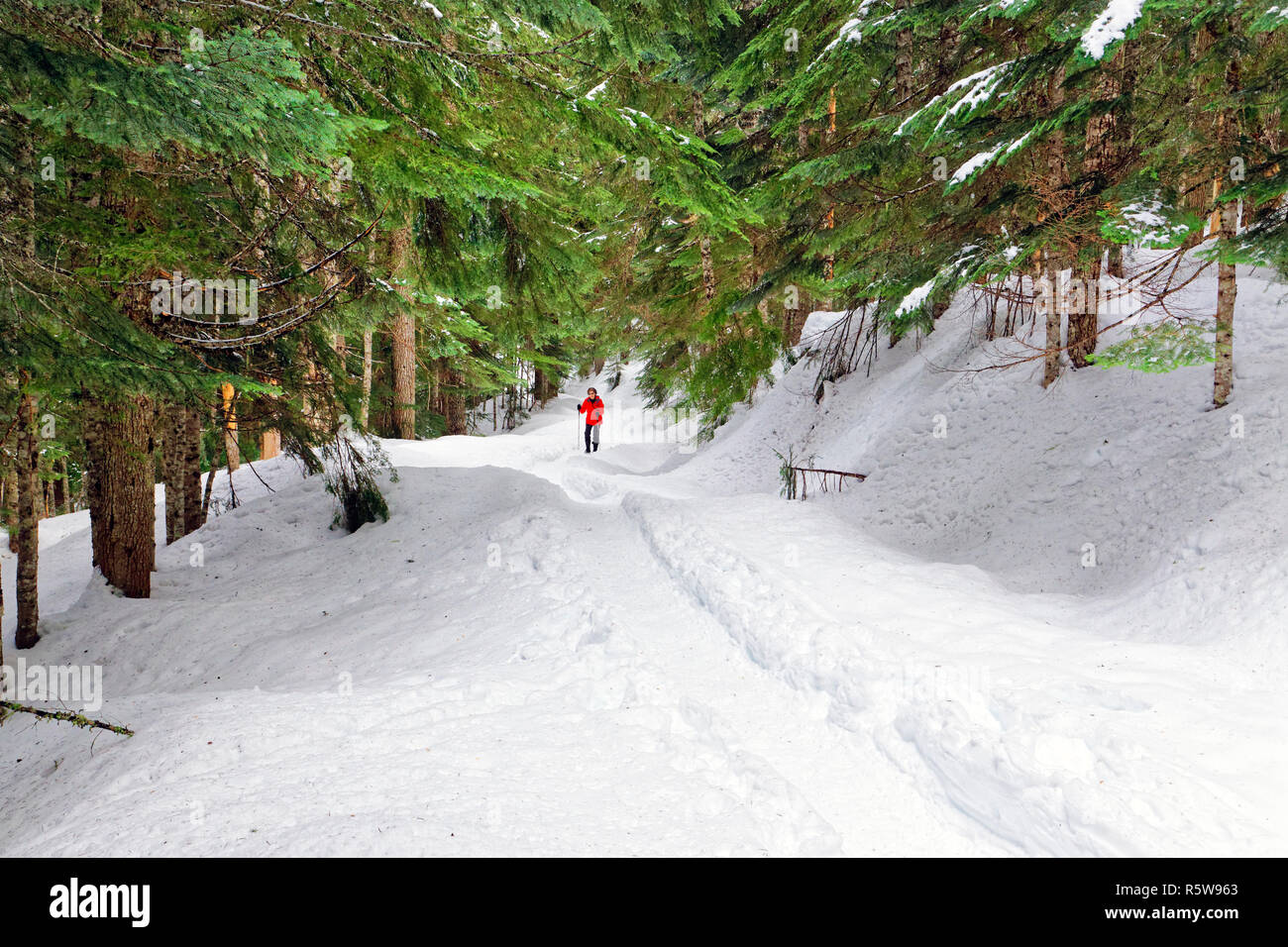 42,780.01121 Frau Wanderer wandern und Spaß Ausübung auf eine breite Spur in schneereichen Winter Nadelwald, Mount Hood National Forest, Oregon USA Stockfoto