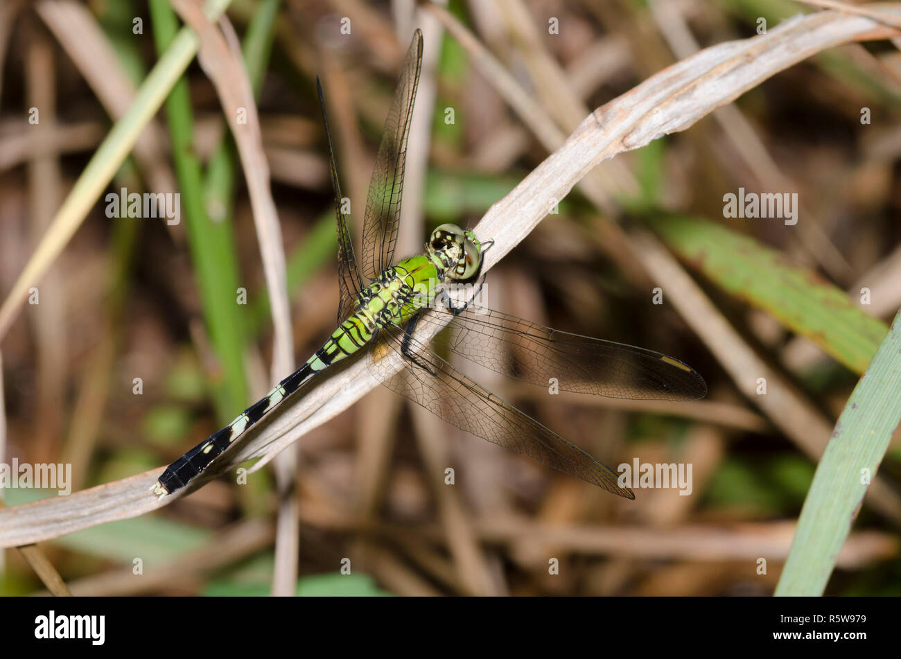 Östlichen Pondhawk, Erythemis simplicicollis, Weiblich Stockfoto