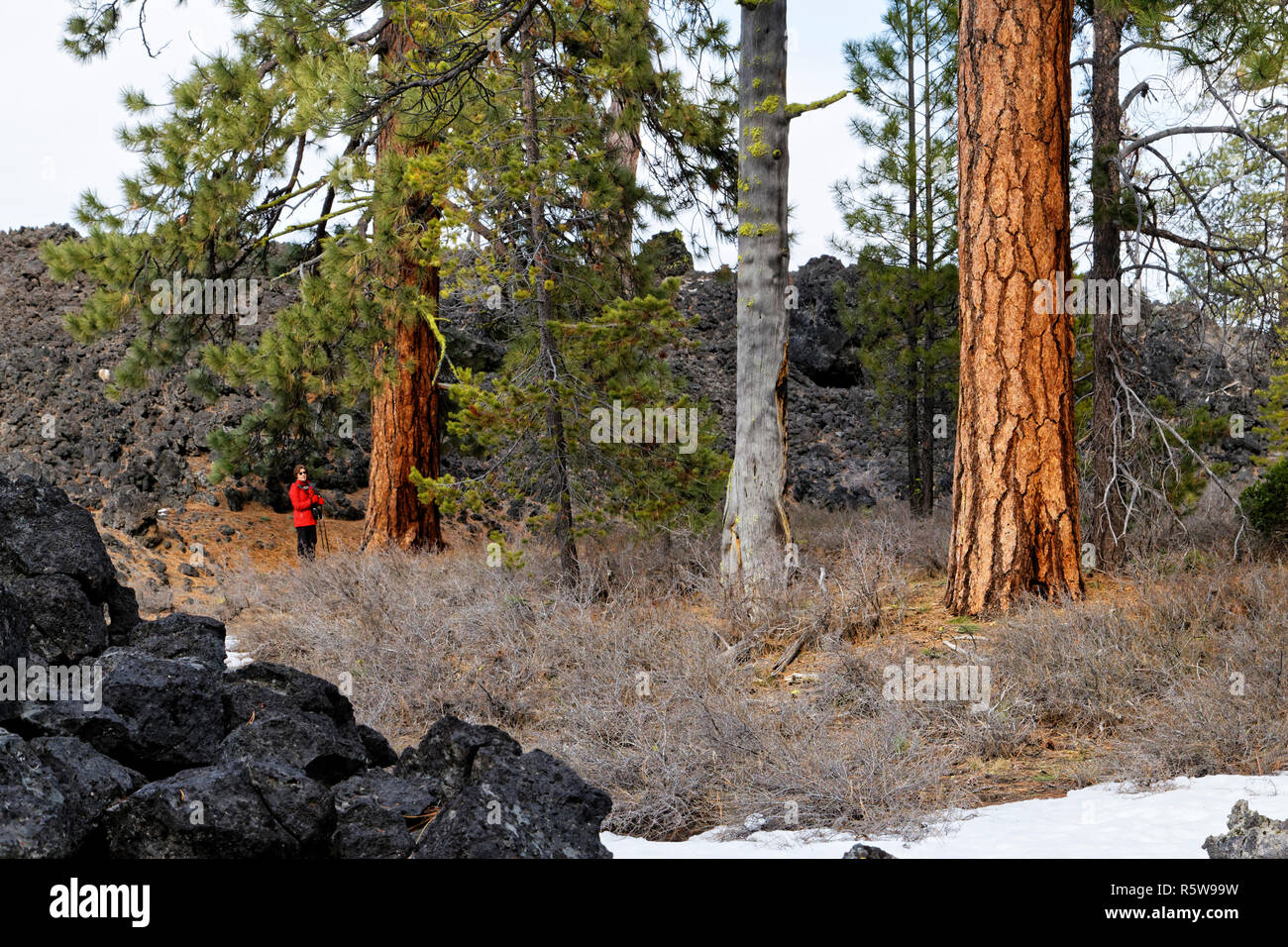 42,834.01738 Frau wandern im Winter stehen mit einem schwarzen Lava Bett in einem hohlen mit Ponderosa Kiefern (Pinus ponderosa) und Unbelaubten Sträucher Stockfoto