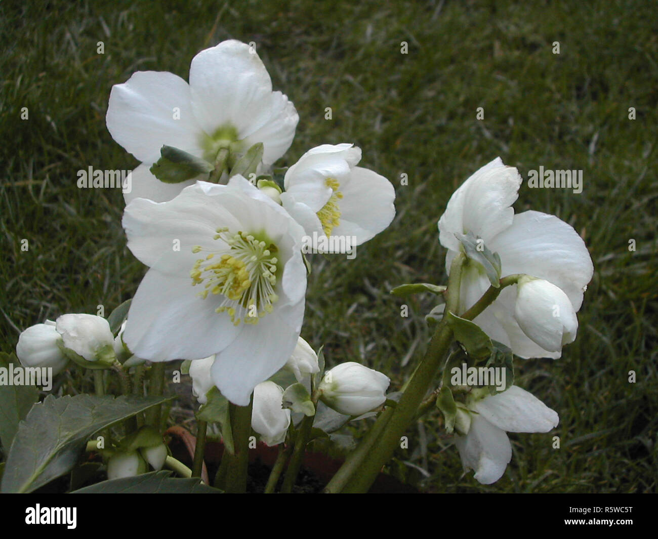 Helleborus niger Christrose mit Blumen und Blüten sowie deren Knospen, Blütezeit vom frühen Winter und frühen Frühling Ideal für Wald- oder Strauch Grenze Stockfoto