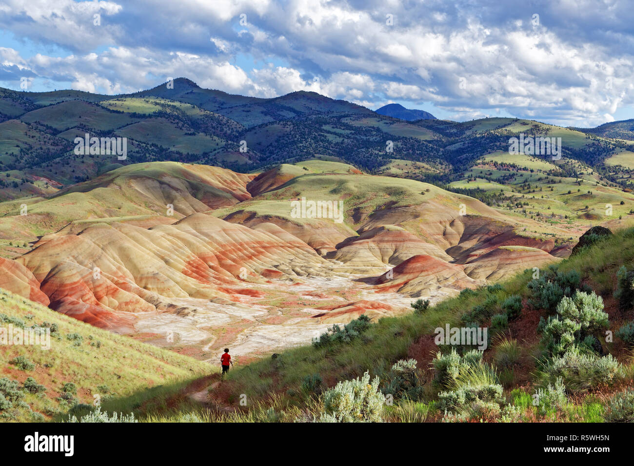 42,887.03113 Frau wandern trockenen Wüste Painted Hills Tal, gelb & rot sandigen Hügel, sagebrush, weit verstreut Nadelbäumen, Oregon Stockfoto