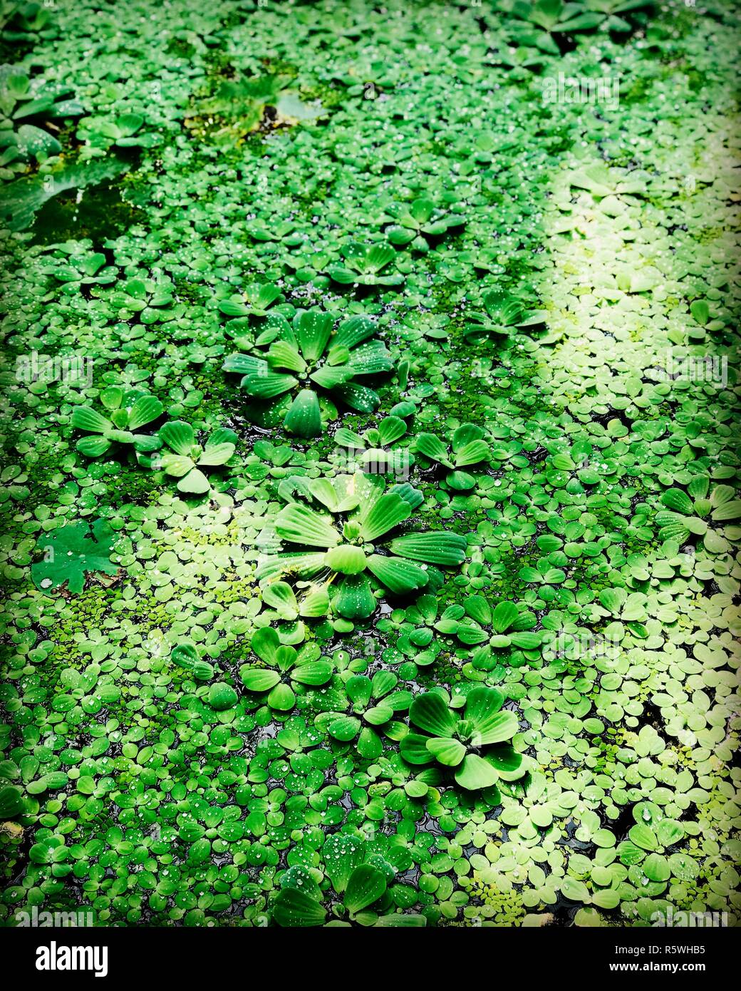 Ansicht der Grünen sukkulenten Pflanzen in einem Teich, Schweiz  Stockfotografie - Alamy