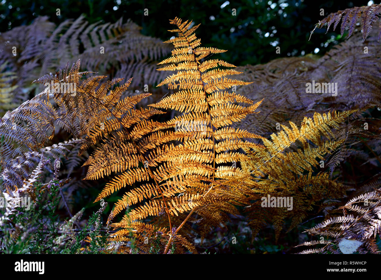 Der Sonnenbeschienenen Farn in einem schattigen Wald im Herbst. Stockfoto