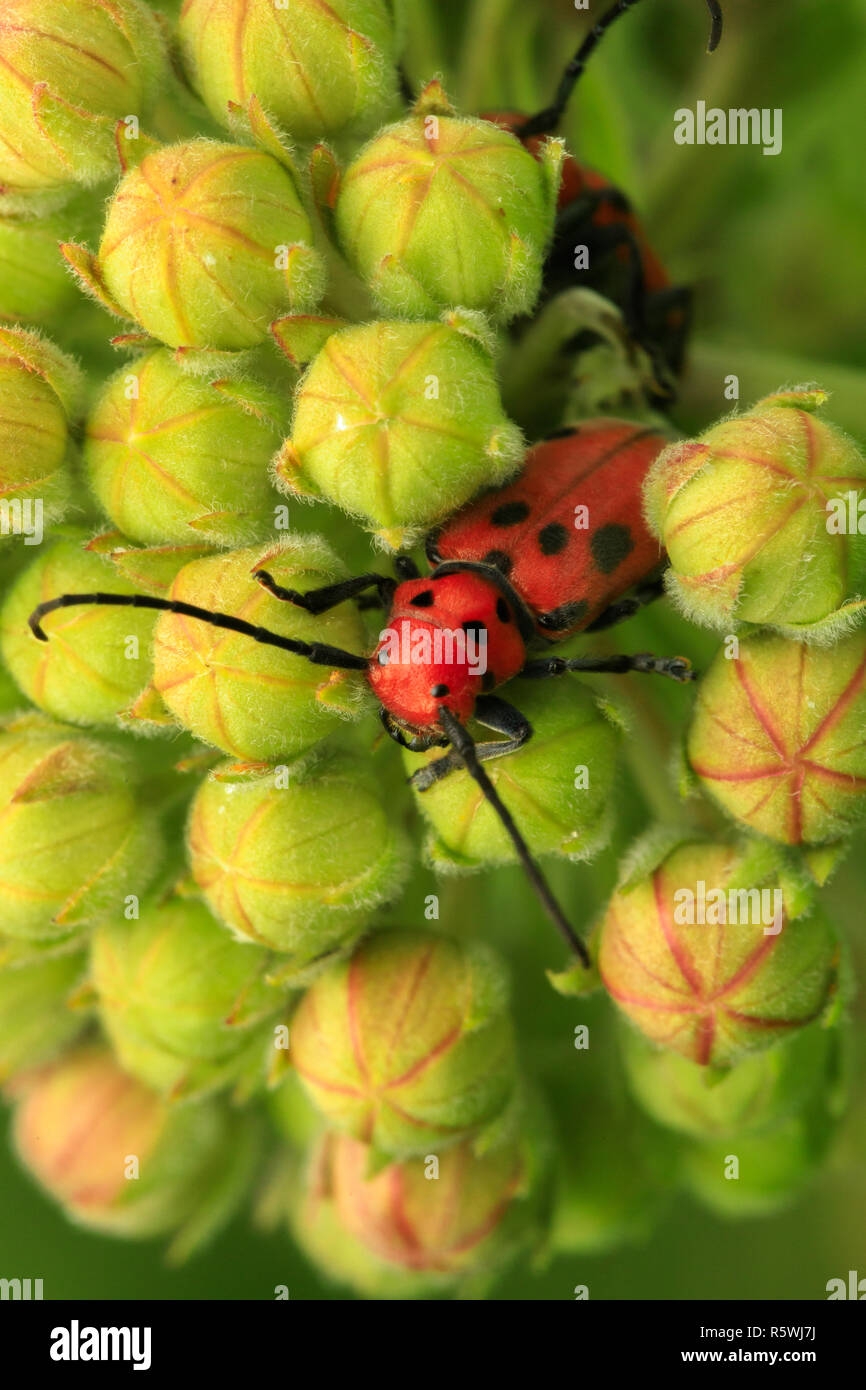Single red spotted Longhorn Beetle auf milkweed Anlage Stockfoto