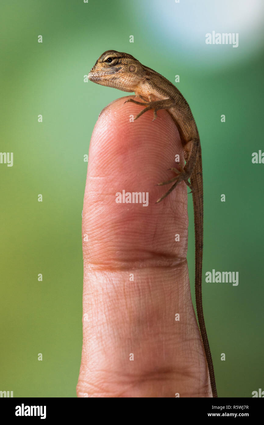 Lizard Hatchling" auf einem menschlichen Finger Stockfoto