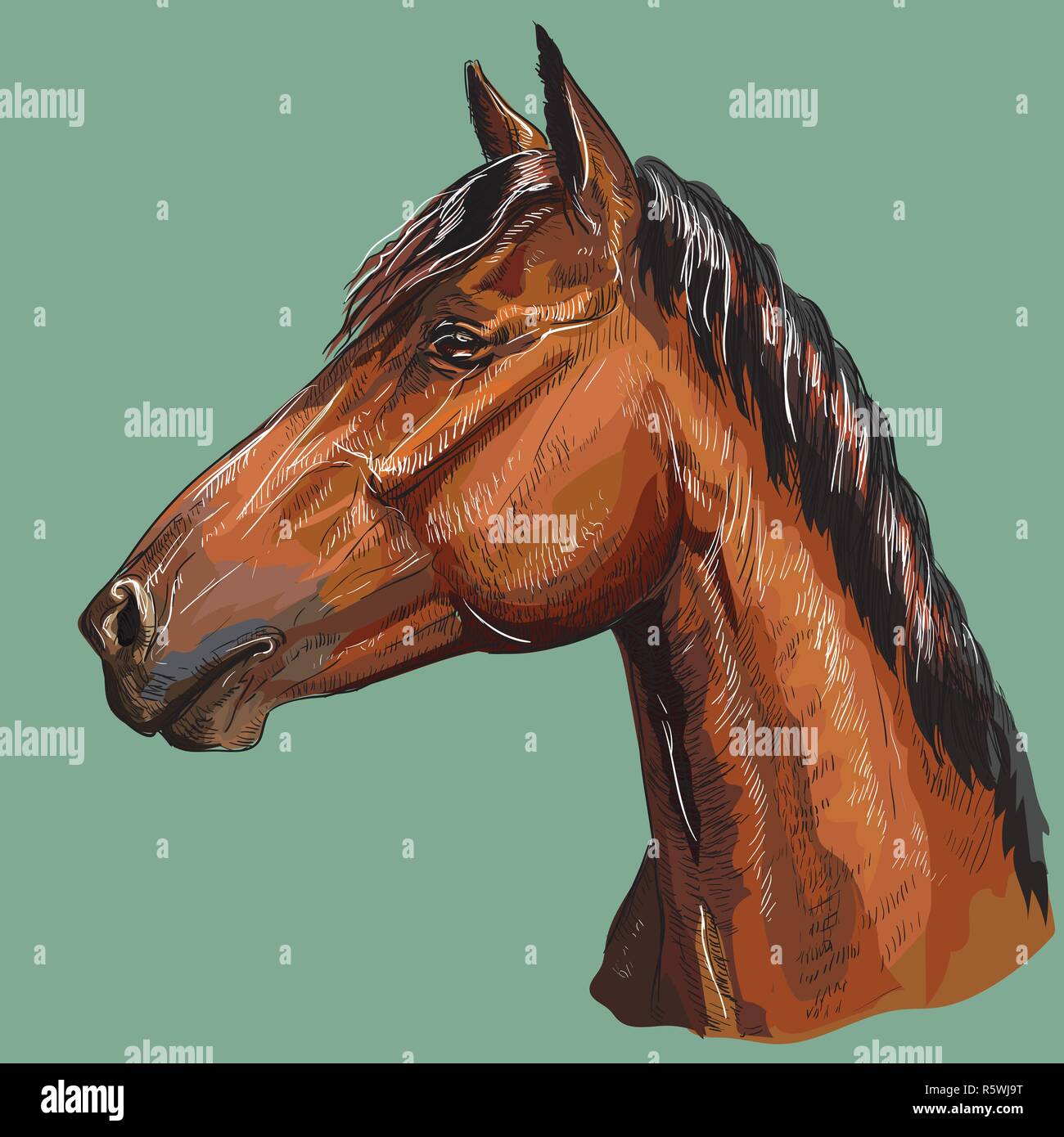 Bunte hand Zeichnung Portrait von Bay Horse. Pferdekopf im Profil isoliert Vektor hand Zeichnung Abbildung auf grünem Hintergrund Stock Vektor