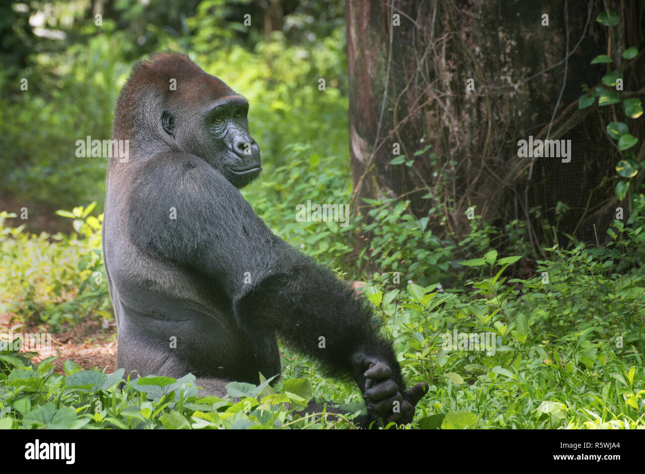 Porträt eines westlichen Tiefland Silverback Gorilla im Dschungel, Indonesien Stockfoto