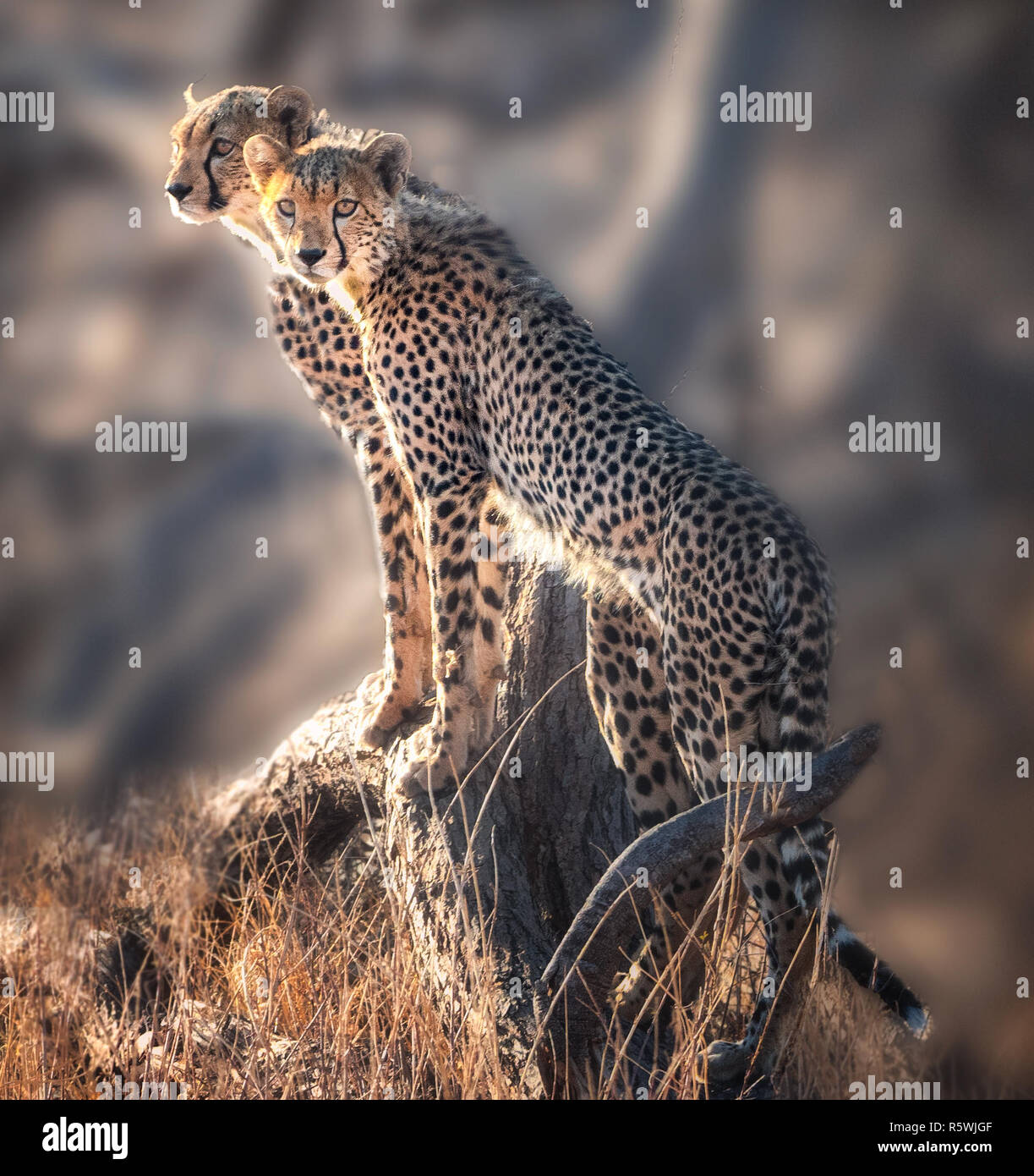Zwei Cheetah cubs stehen auf einem Felsen, Kenia Stockfoto