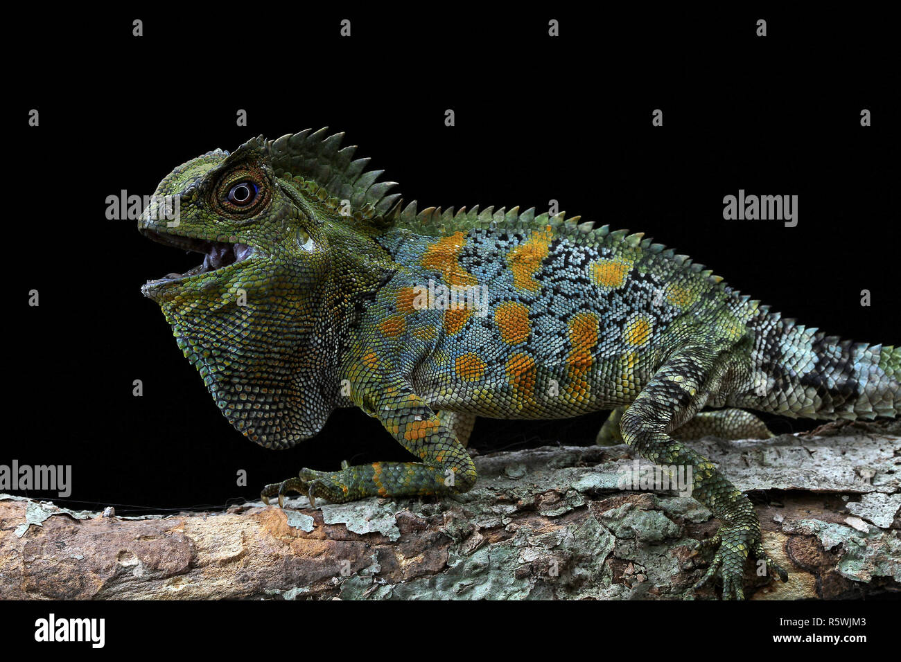 Porträt eines zornigen Boyd's Wald Drache, Indonesien Stockfoto