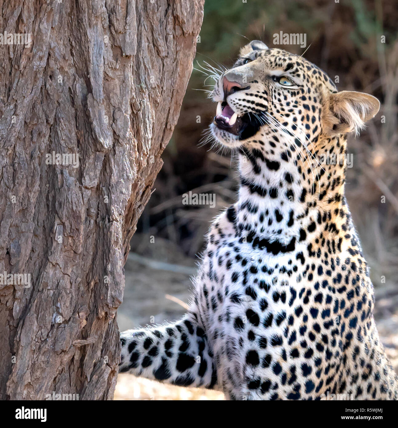 Leopard Sniffing auf einen Baum, Samburu, Kenia Stockfoto Leopard Sniffing auf einen Baum, Samburu, Kenia Stockfoto