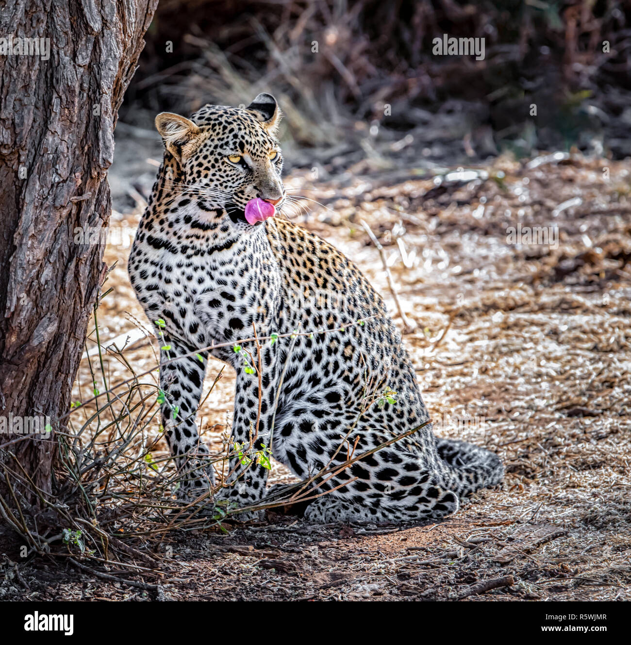 Porträt eines Leopard lecken ihre Lippen, Kenia Stockfoto Porträt eines Leopard lecken ihre Lippen, Kenia Stockfoto
