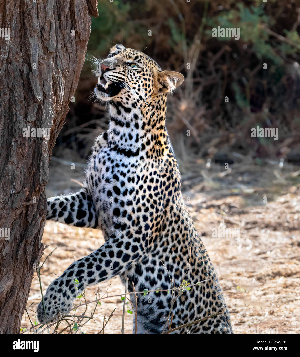 Leopard Sniffing auf einen Baum, Samburu, Kenia Stockfoto Leopard Sniffing auf einen Baum, Samburu, Kenia Stockfoto
