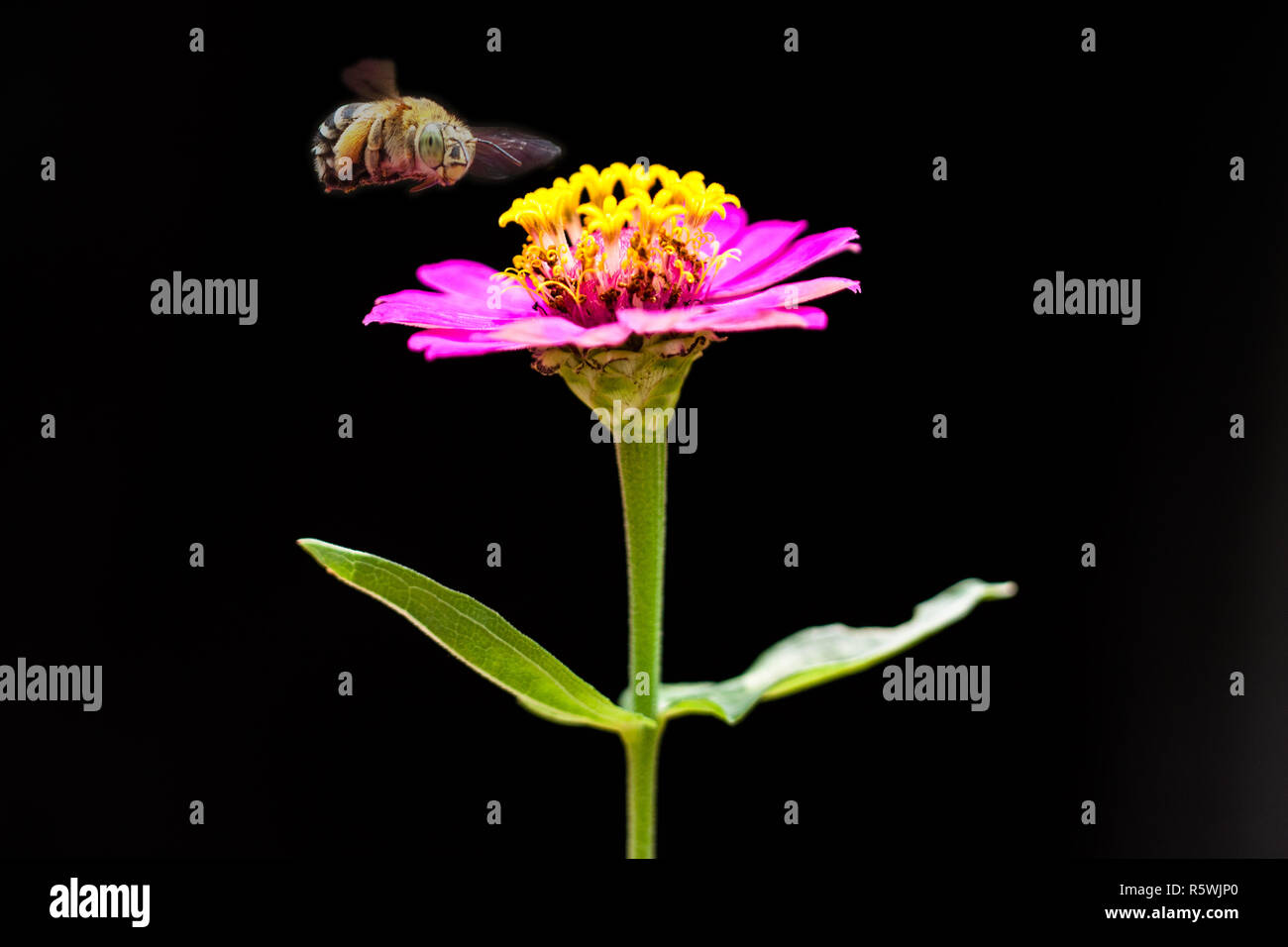 Biene schwebt über einer Blume Stockfoto