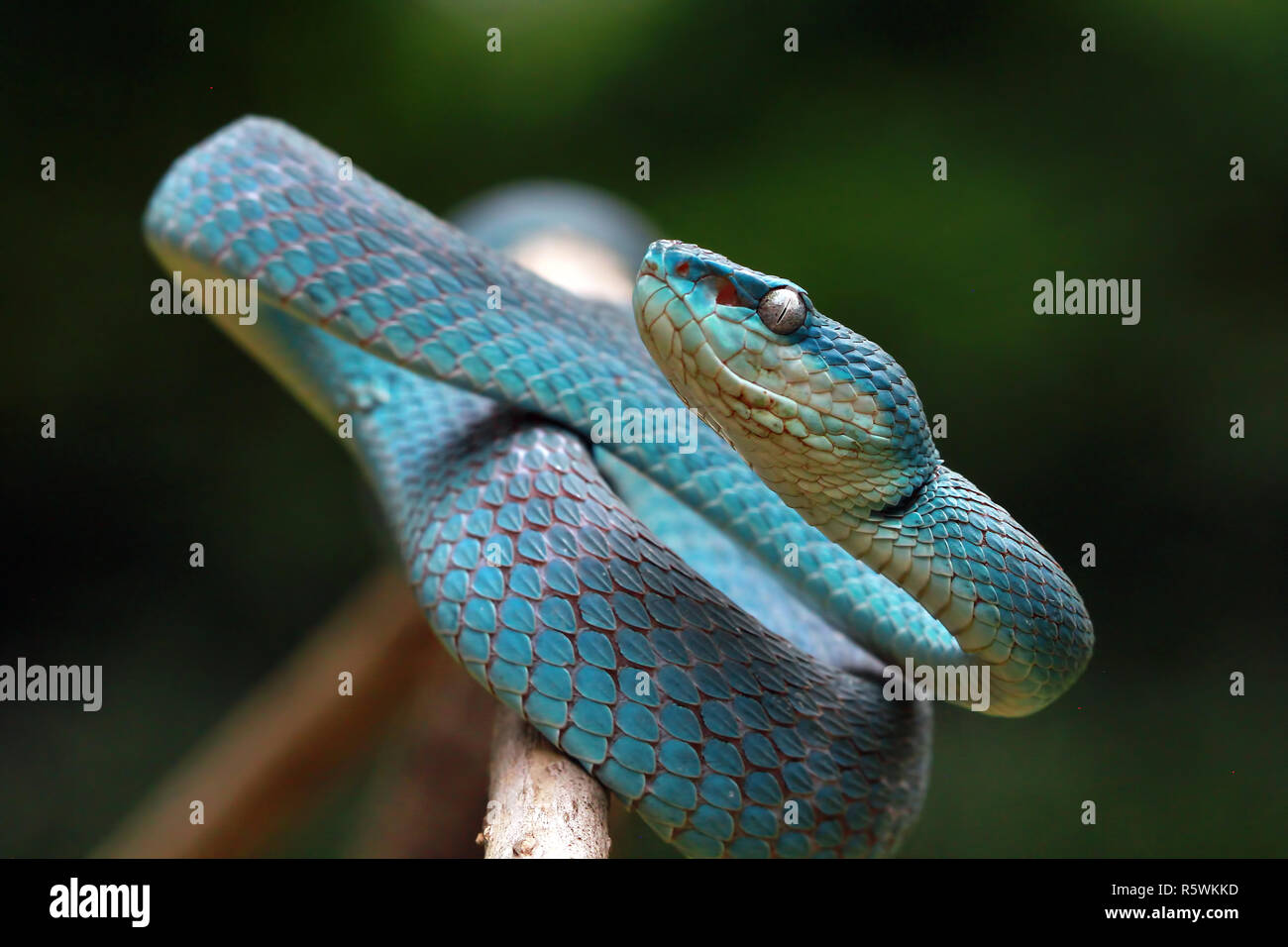 Blaue Viper Schlange auf einem Ast, Indonesien Stockfoto