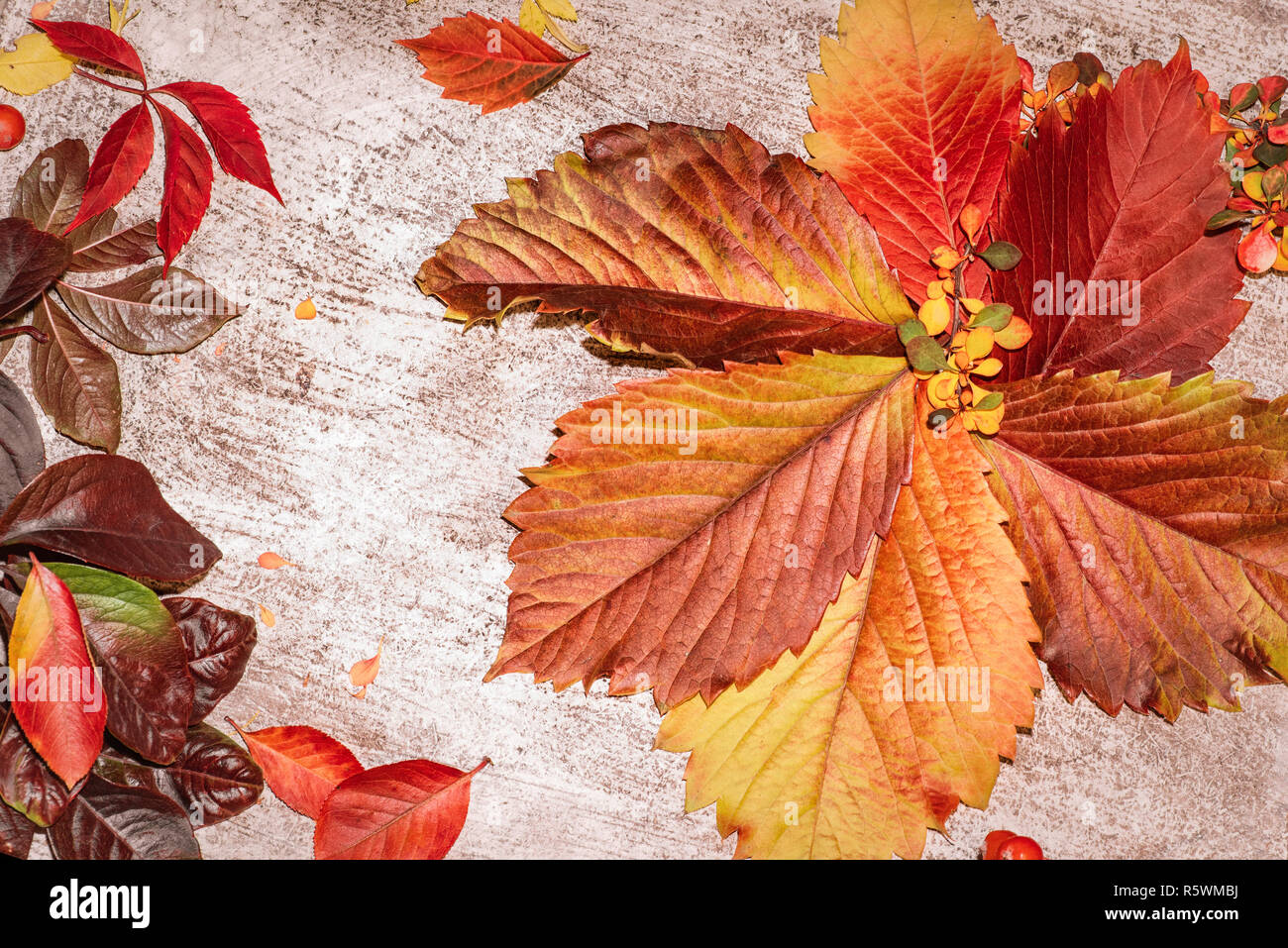 Bunte Blatter Im Herbst Auf Einem Grauen Hintergrund Hintergrund Der Blatter Im Herbst Blatter In Der Nahe Herbst Farben Stockfotografie Alamy