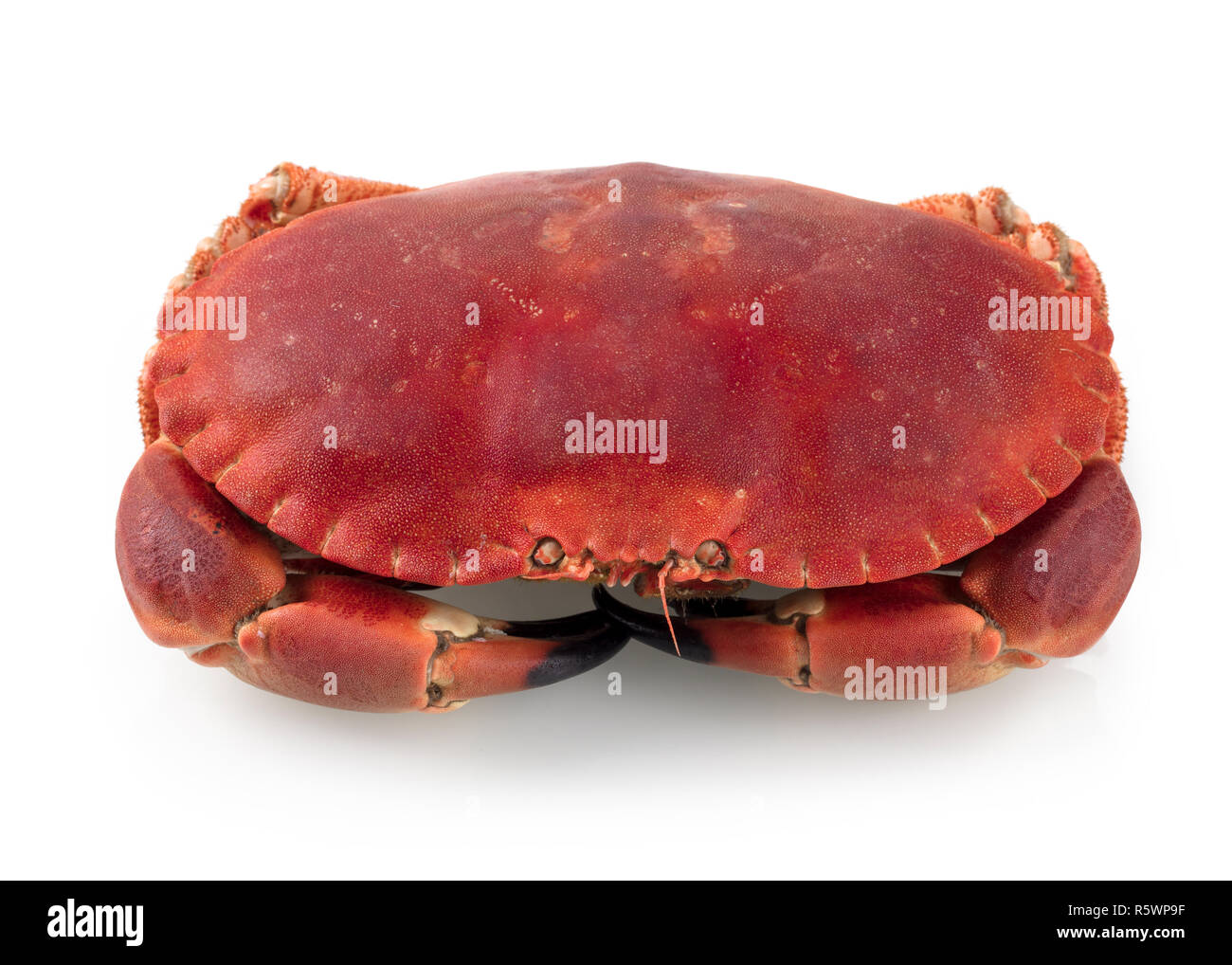 Cancer pagurus Stockfoto