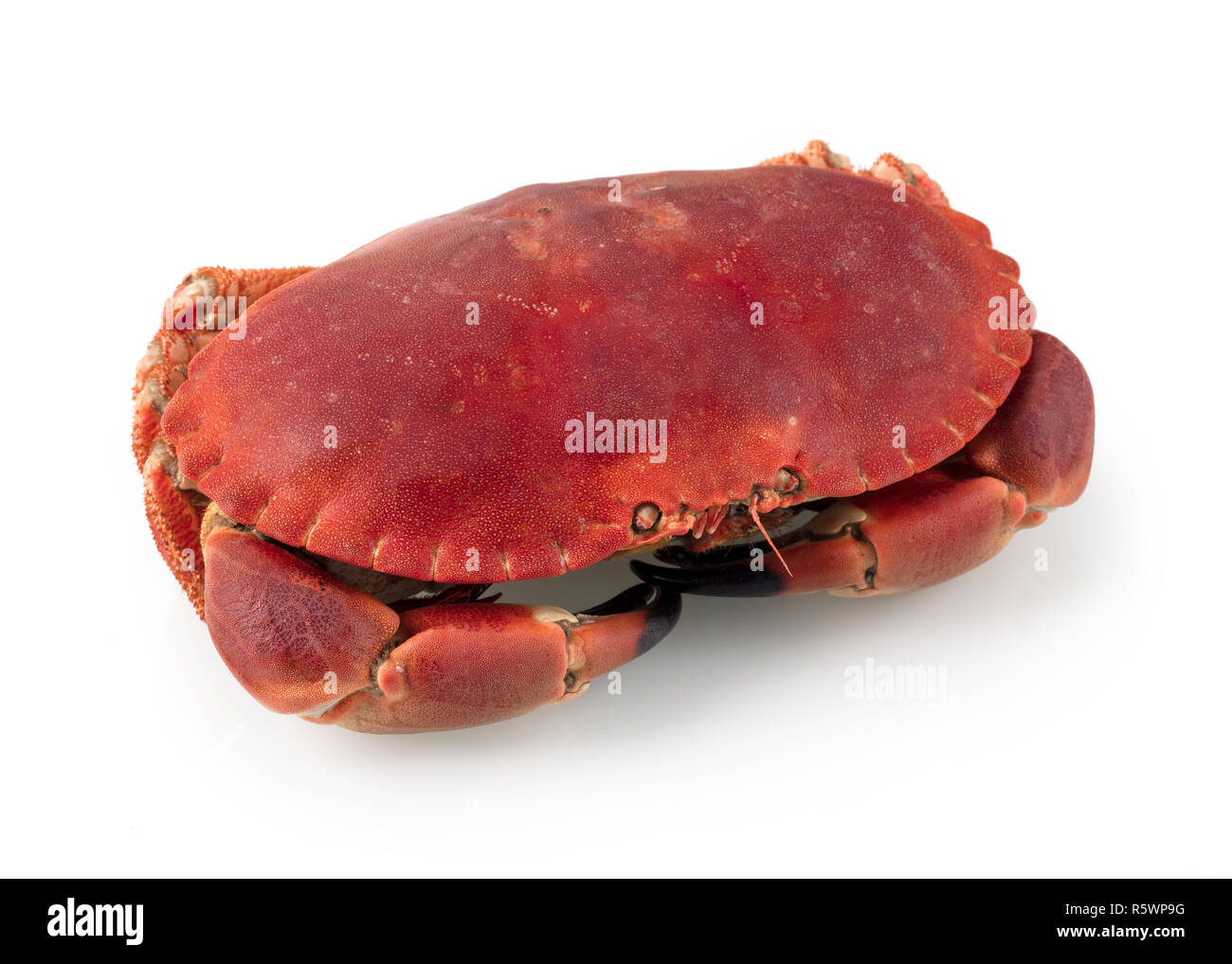 Cancer pagurus Stockfoto