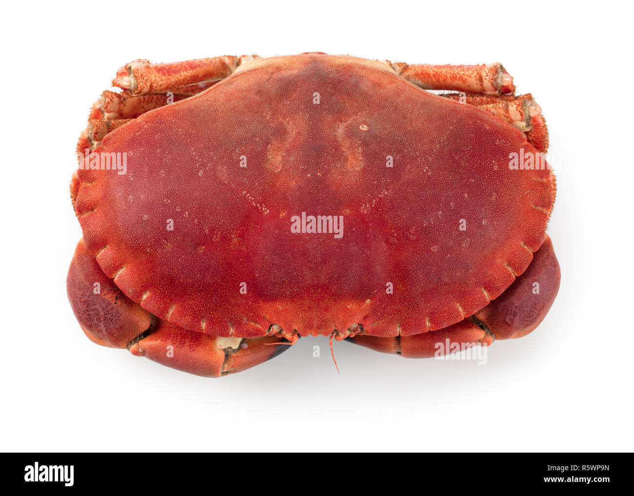 Cancer pagurus Stockfoto