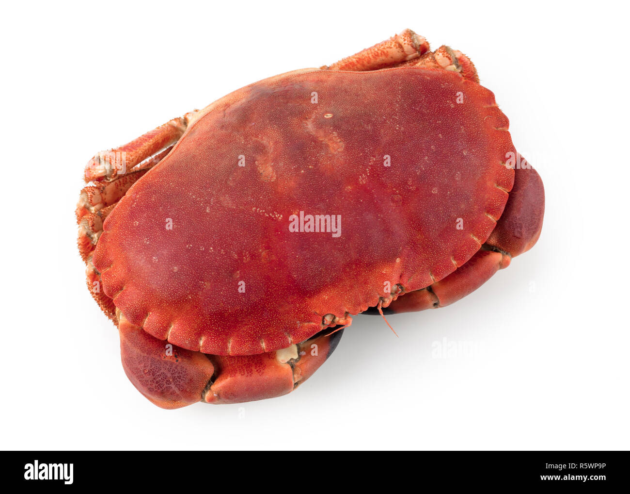 Cancer pagurus Stockfoto