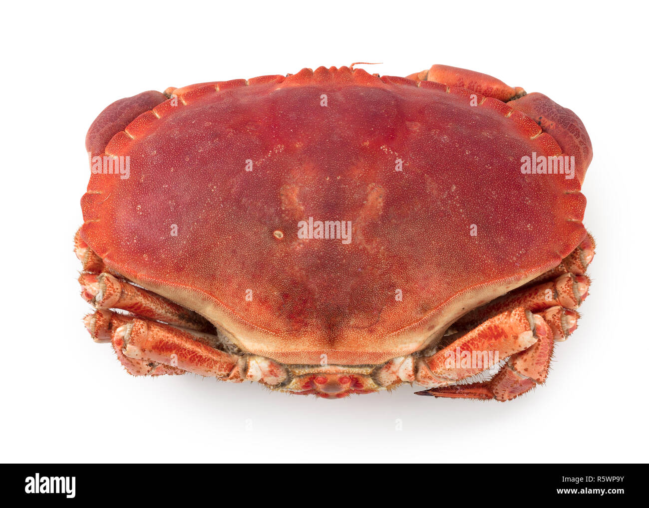 Cancer pagurus Stockfoto