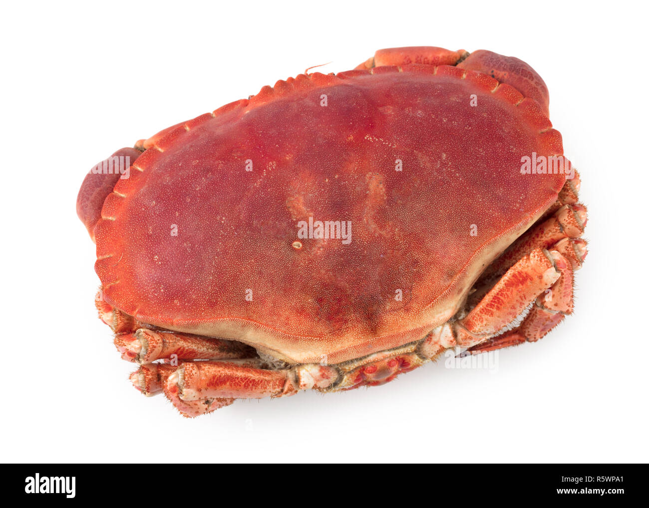 Cancer pagurus Stockfoto