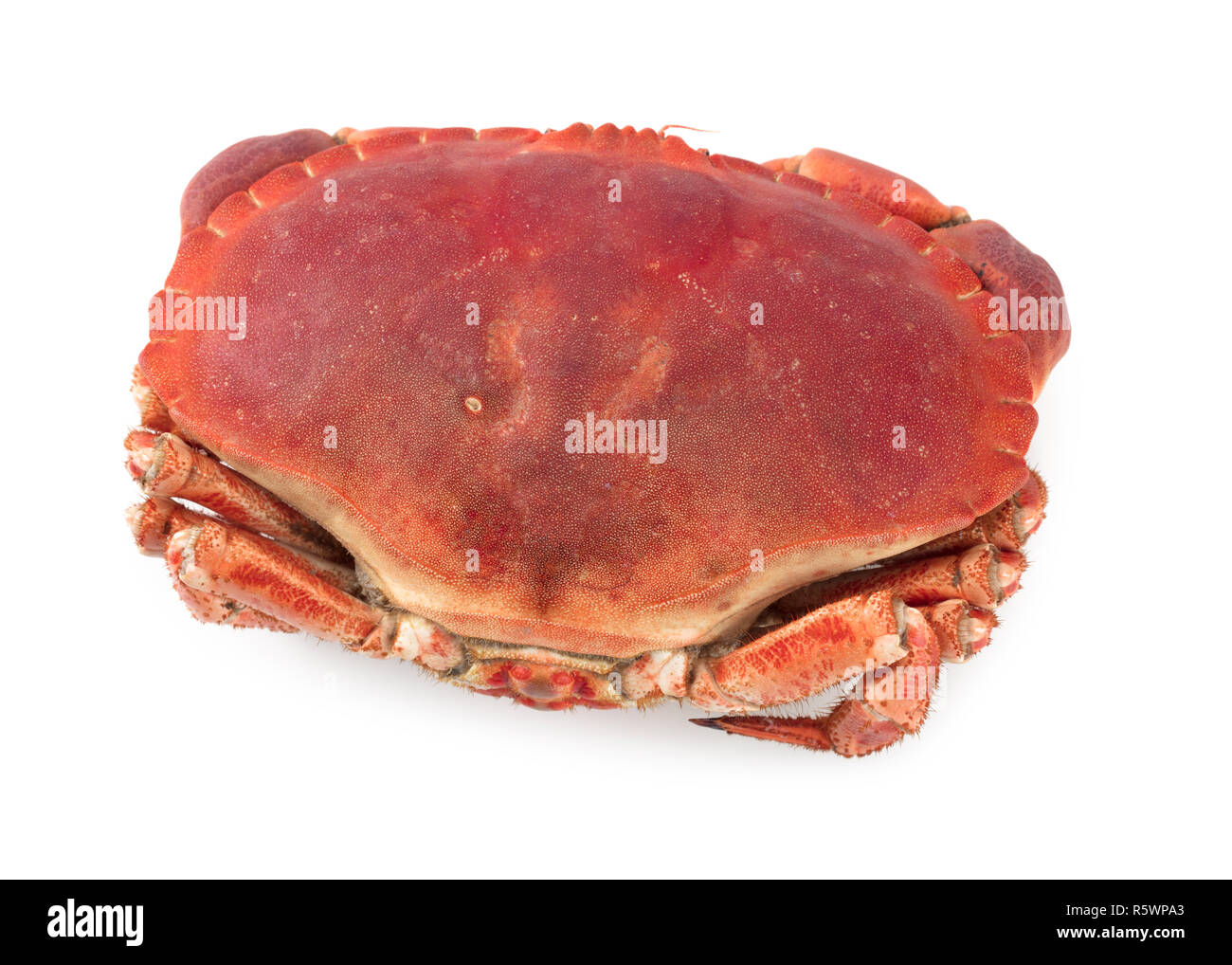 Cancer pagurus Stockfoto