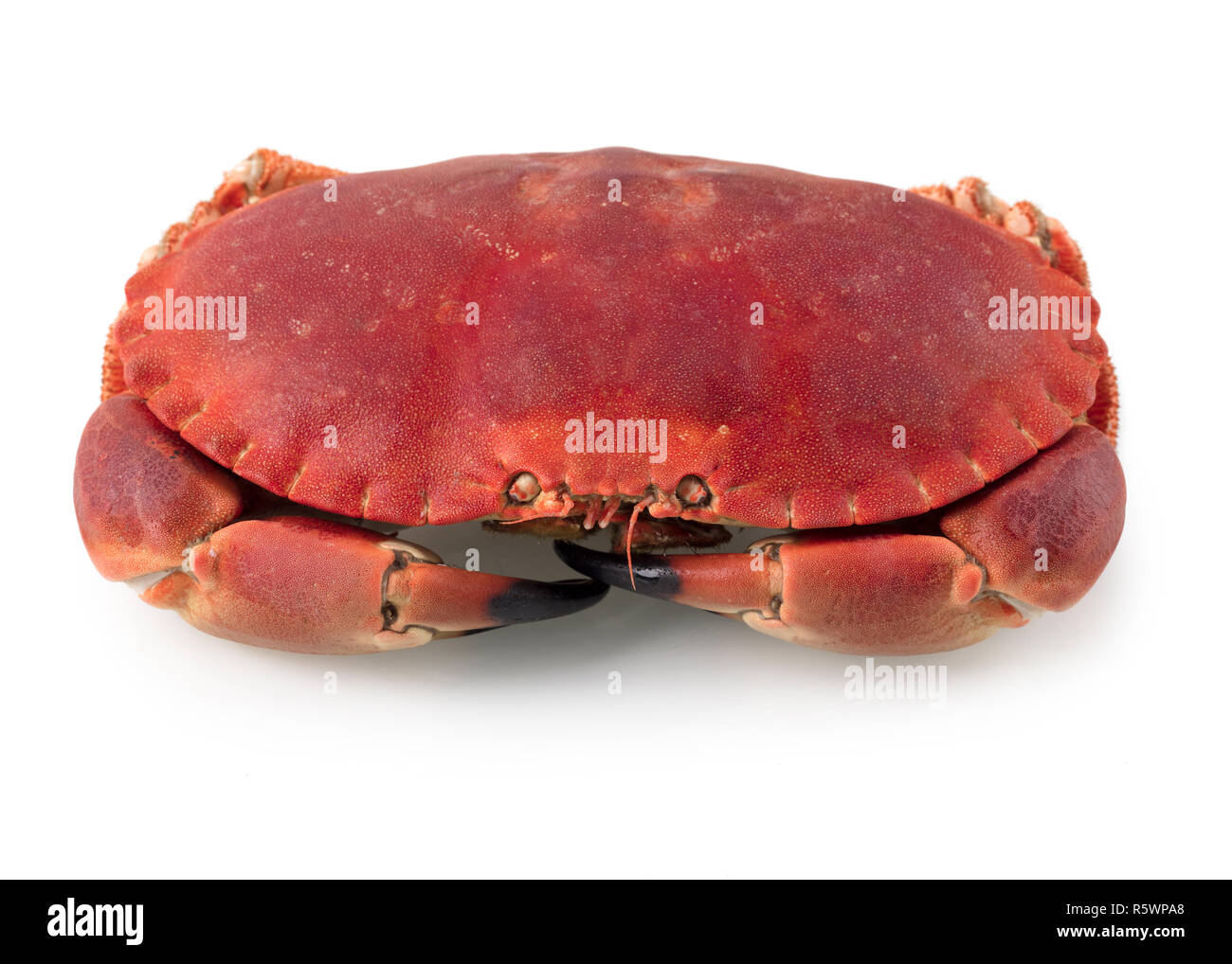 Cancer pagurus Stockfoto