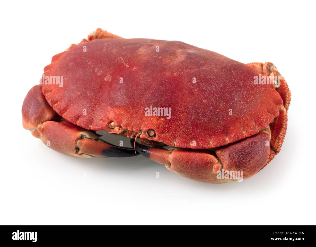 Cancer pagurus Stockfoto