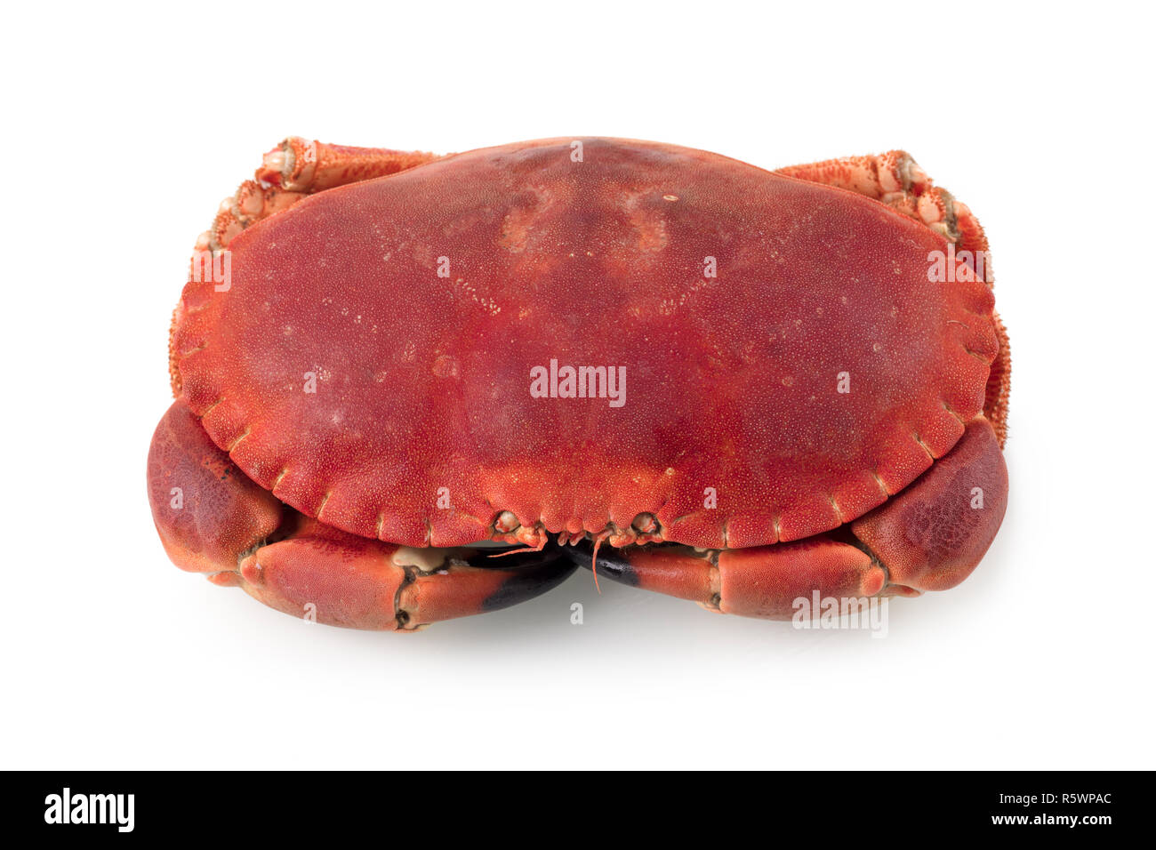 Cancer pagurus Stockfoto