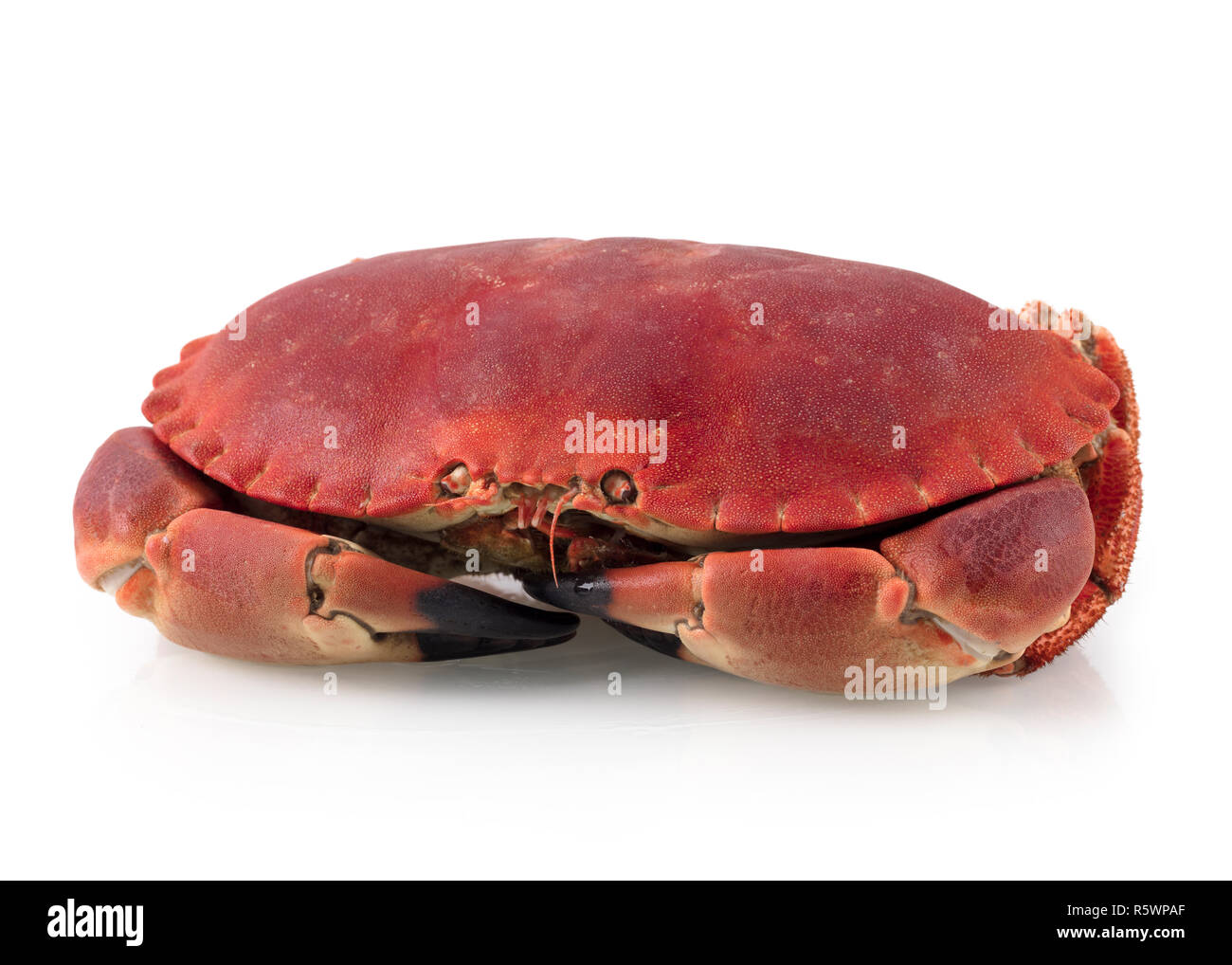 Cancer pagurus Stockfoto