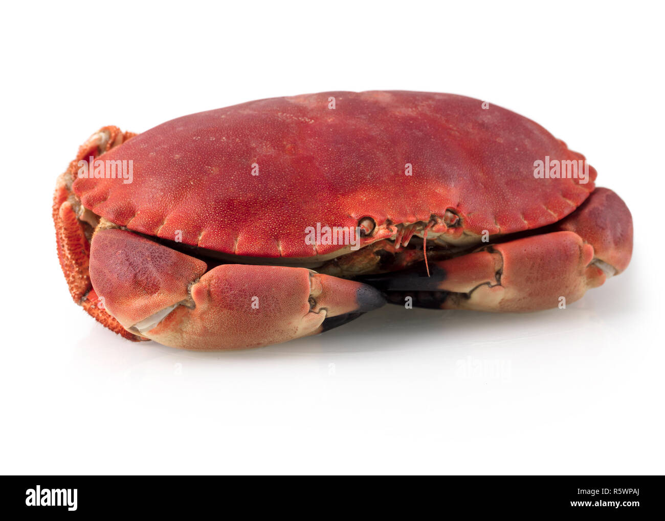 Cancer pagurus Stockfoto