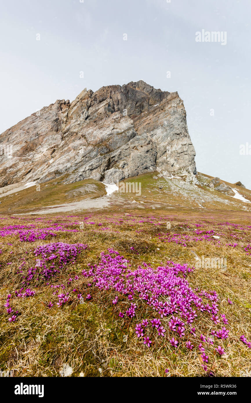 Lila steinbrech Blüte an der Basis des Gnålnodden, Hornsund, Spitzbergen, Norwegen. Stockfoto