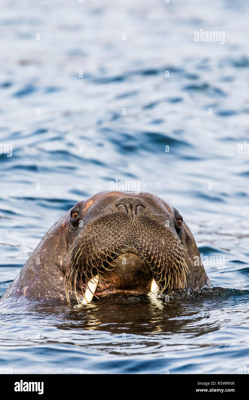 Männliche atlantischen Walross Odobenus rosmarus rosmarus, Portrait, Kopf detail Russebuhkta, Edgeøya, Svalbard, Norwegen. Stockfoto