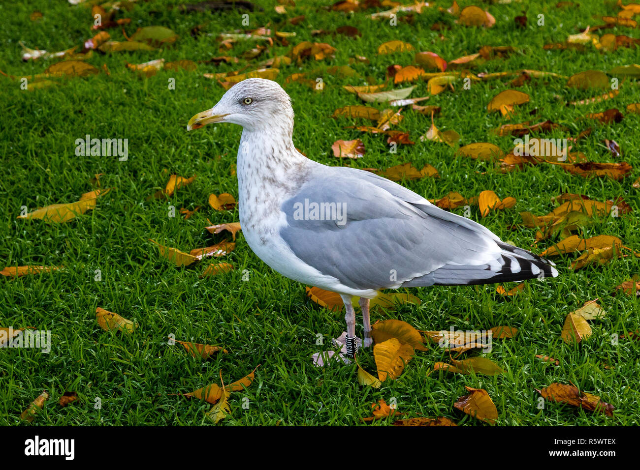 Eine der vielen Möwen (Scandinavian Silbermöwe) rund um den See Lille Lungegaardsvannet im Stadtzentrum von Bergen, Norwegen. Stockfoto