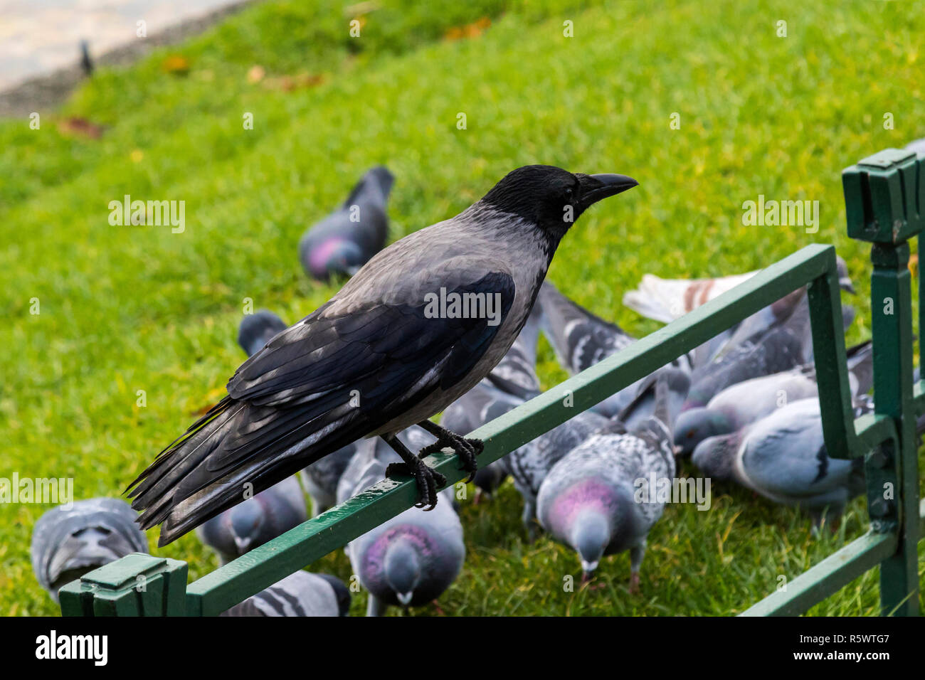 Eine Nebelkrähe (Corvus cornix) rund um den See Lille Lungegaardsvannet im Stadtzentrum von Bergen, Norwegen. Tauben und Möwen sind seine ernsthafte Wettbewerber. Stockfoto