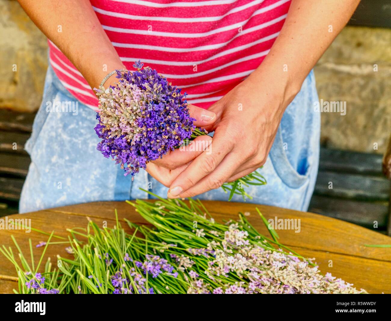 Weibliche Hand Binden levander Bündel. Französische Provence, der Heimat des lila lavandula Kräuter. Stockfoto