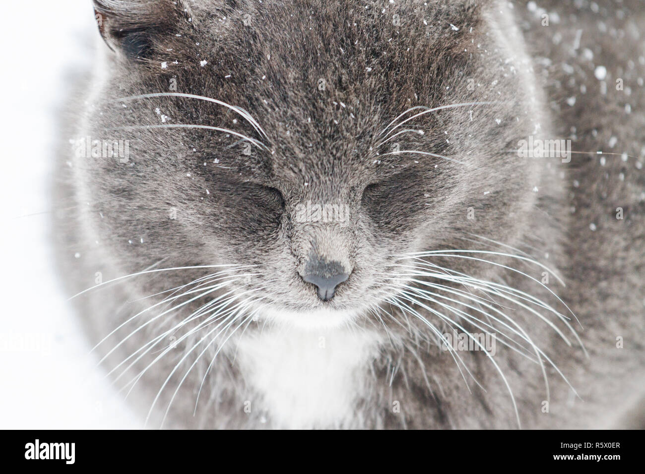 Schöne graue Katze unter dem Schnee sitzen Stockfoto