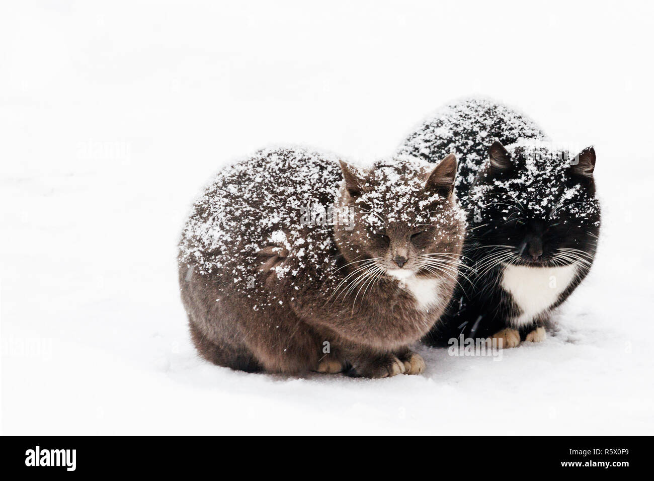 Zwei Katzen sitzen auf den Schnee in der Zeit von Blizzard Stockfoto