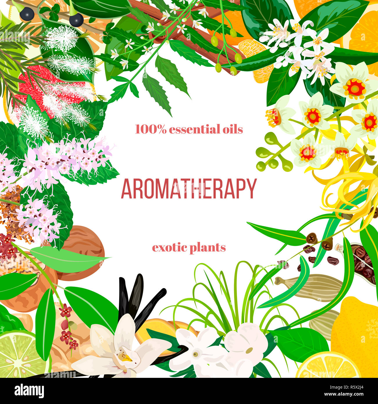 Ätherisches Öl exotischer Pflanzen groß eingestellt. Ornament mit Text. Vanille, Zimt, Jasmin, Teebaum, Bergamotte, Sandelholz, Patchouli usw.. Stockfoto