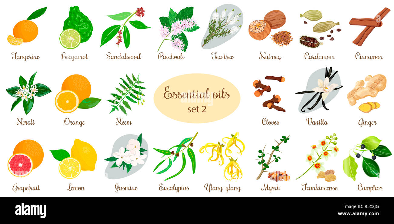 Große ätherisches Öl Pflanzen. Vanille, Zimt, Jasmin, tea tree, Bergamotte, Sandelholz, Patchouli, etc. Stockfoto