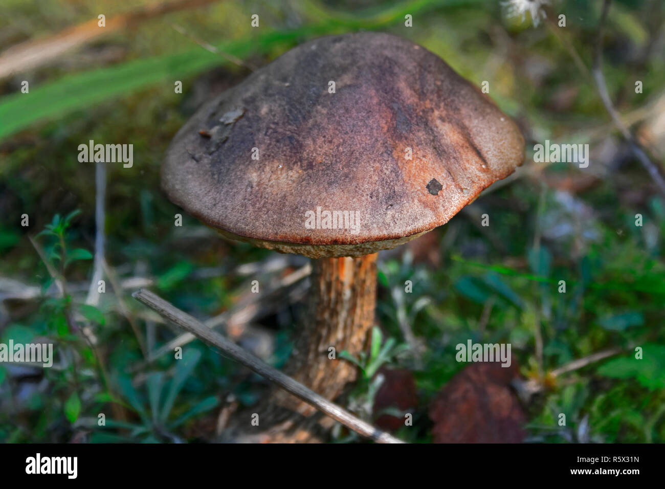 Pilz Steinpilz Leccinum scabrum in einem Wald. Unscharfer Fokus. Stockfoto