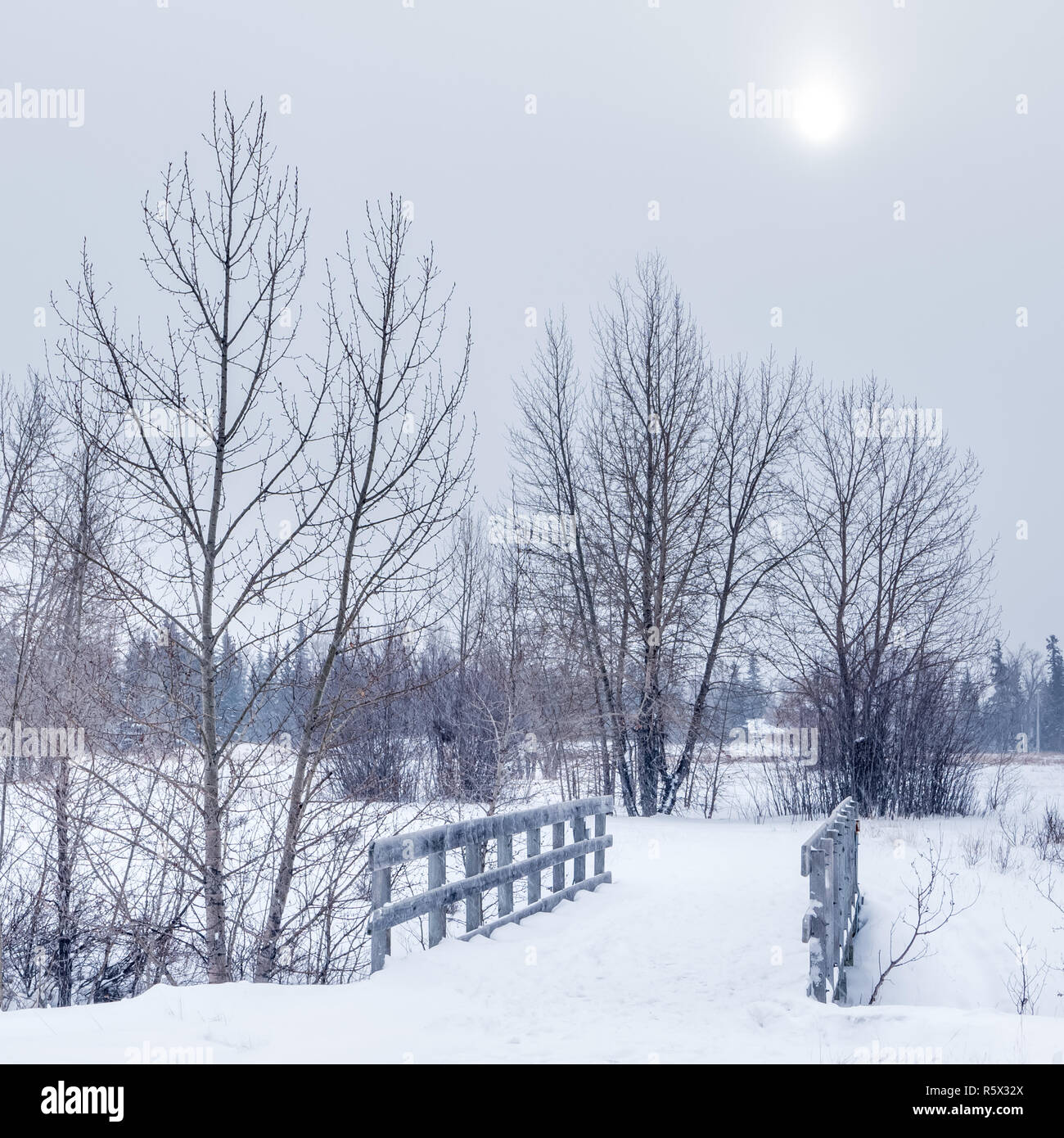 Ein Weg in den Wald an einem kalten Wintertag, Calgary, Alberta Stockfoto