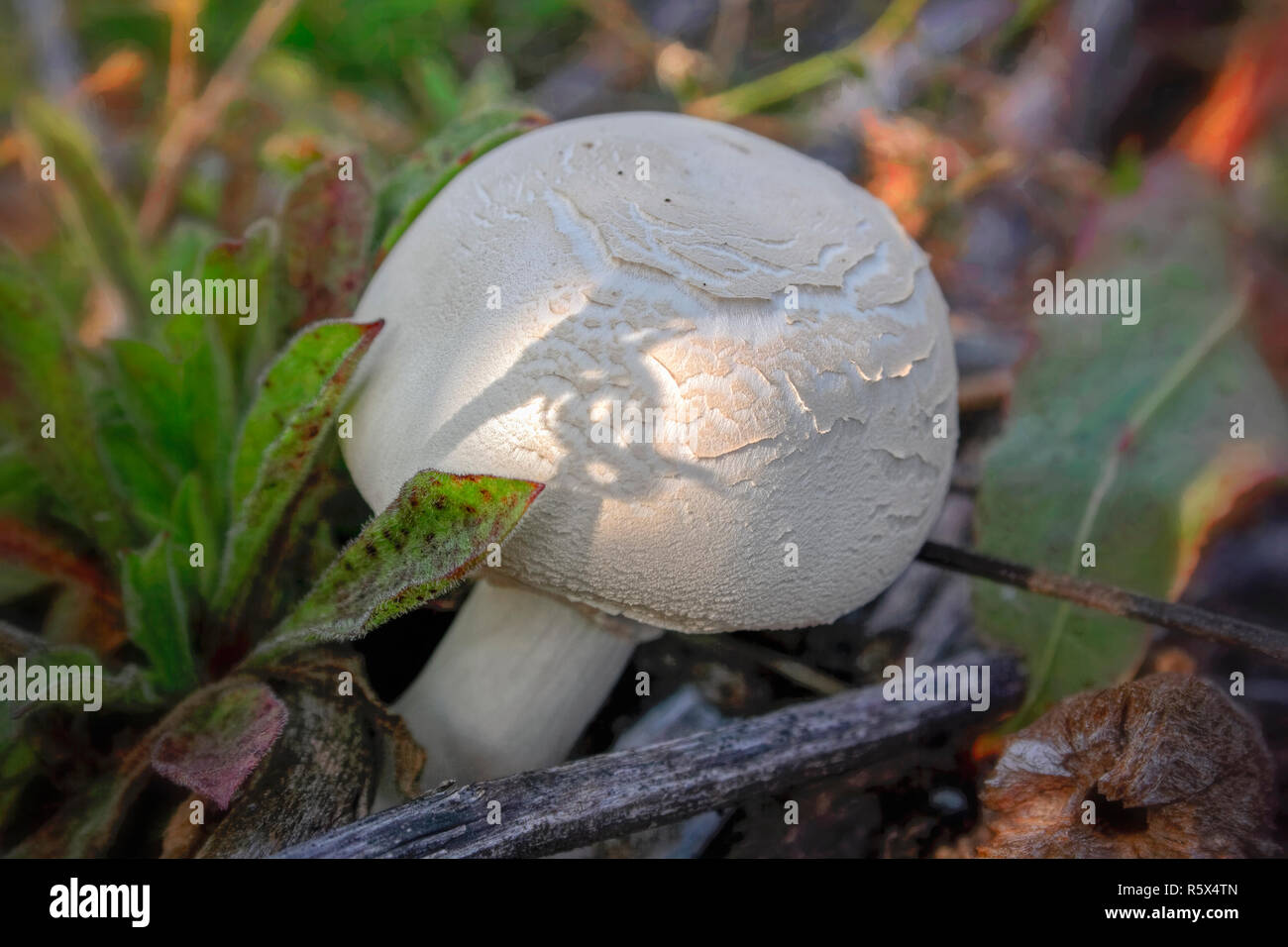 Wald Champignon auf einem unscharfen Hintergrund close-up Stockfoto
