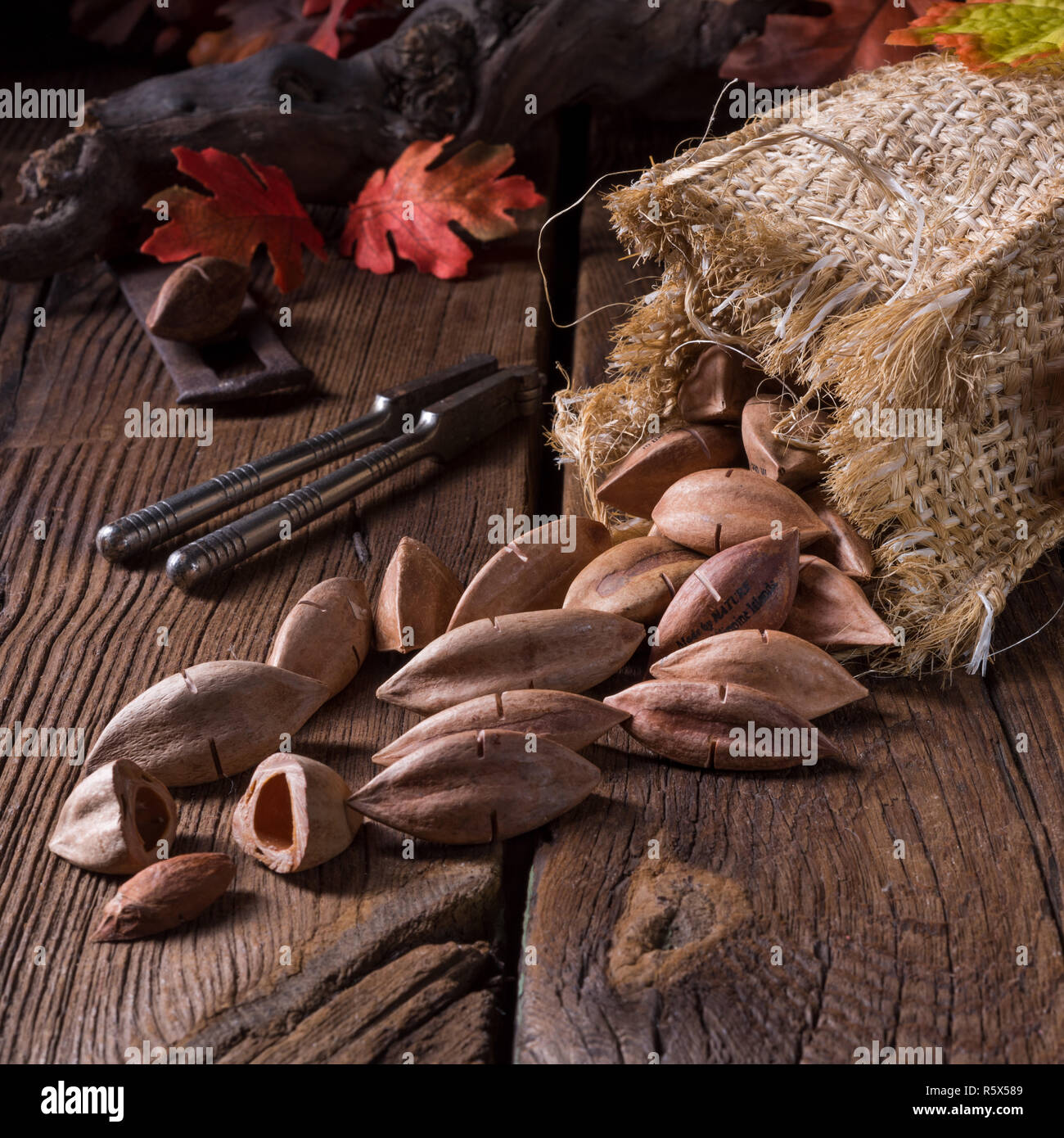 Canarium ovatum, allgemein bekannt als Pili ist eine Pflanzenart aus der Gattung der tropischen Baum Stockfoto