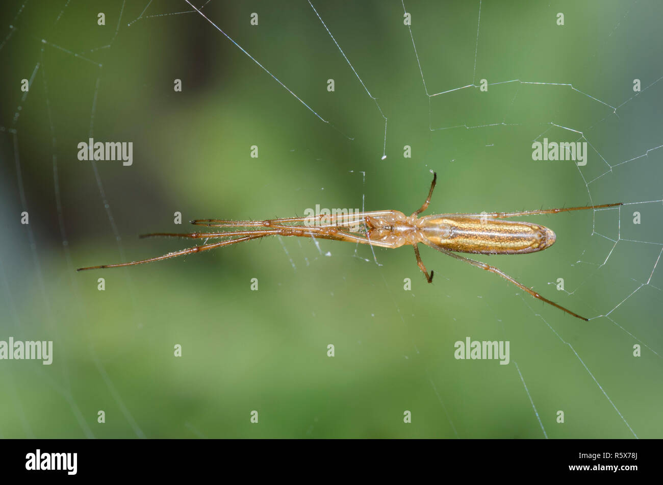 Longjawed Orbweaver, Tetragnatha sp. Stockfoto