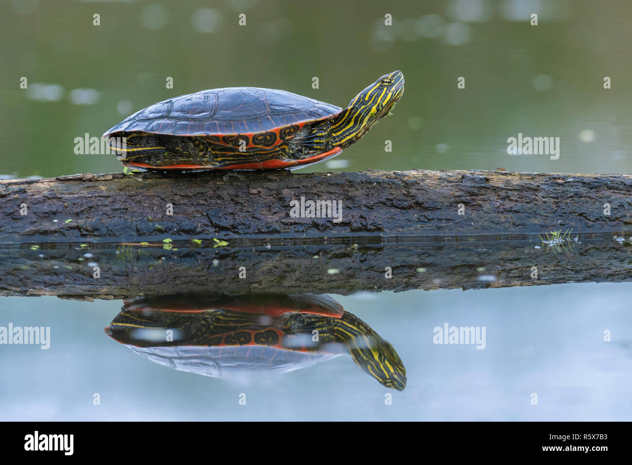 Gemalte Schildkröte (Chrysemys picta) auf am Rand des Teiches, MN, USA anmelden ruhenden, von Dominique Braud/Dembinsky Foto Assoc Stockfoto
